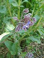 Bourrache officinale - Borago officinalis (3)